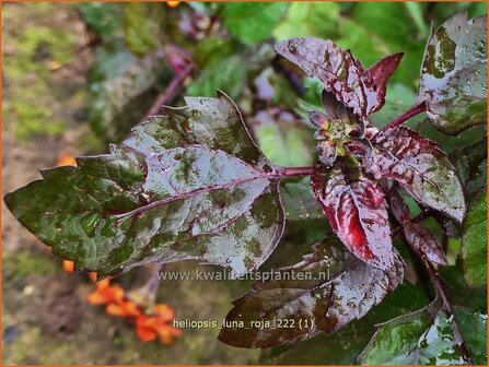 Heliopsis helianthoides &#039;Luna Roja&#039; | Zonneoog | Gew&ouml;hnliches Sonnenauge | Rough Heliopsis