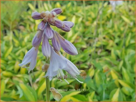 Hosta &#039;Gypsy Rose&#039; | Hosta, Hartlelie, Funkia | Funkie