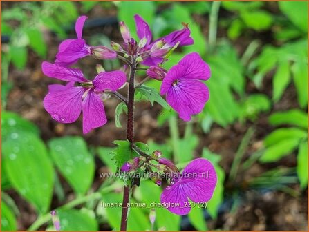 Lunaria annua &#039;Chedglow&#039; | Judaspenning | Einj&auml;hriges Silberblatt | Money Plant