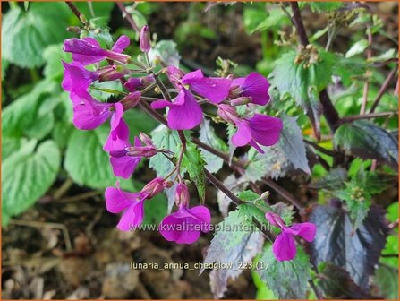 Lunaria annua &#039;Chedglow&#039; | Judaspenning | Einj&auml;hriges Silberblatt | Money Plant