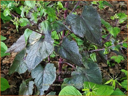 Lunaria annua &#039;Chedglow&#039; | Judaspenning | Einj&auml;hriges Silberblatt | Money Plant