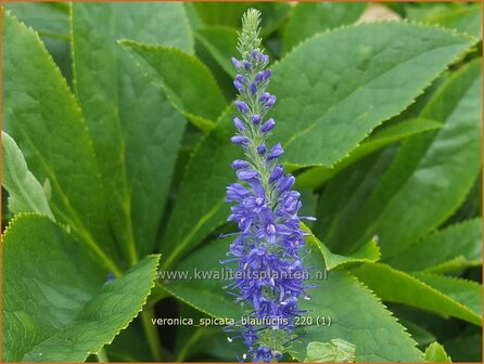 Veronica spicata &#039;Blaufuchs&#039; | Aarereprijs, Ereprijs | &Auml;hren-Ehrenpreis