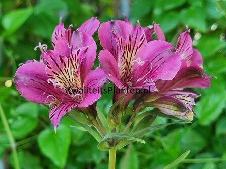 Alstroemeria &amp;#39;Mauve Majestic&amp;#39;