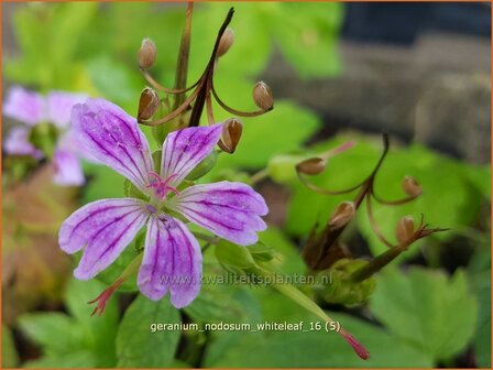 Geranium nodosum &#039;Whiteleaf&#039; | Knopige ooievaarsbek, Ooievaarsbek, Tuingeranium, Geranium | Bergwald-Storchschnab