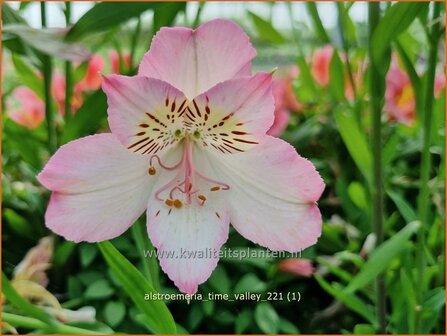 Alstroemeria &#039;Time Valley&#039; | Incalelie, Peruviaanse lelie | Inkalilie