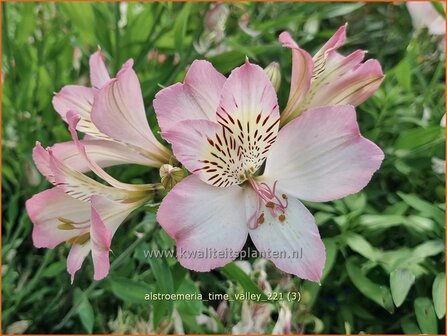 Alstroemeria &#039;Time Valley&#039; | Incalelie, Peruviaanse lelie | Inkalilie