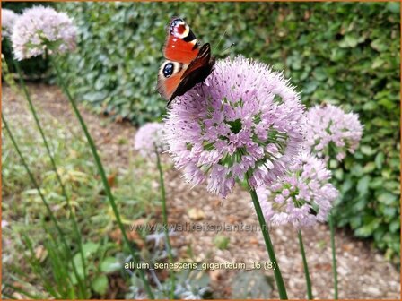 Allium senescens &#039;Giganteum&#039; | Sierui, Look | Berg-Lauch | German Garlic