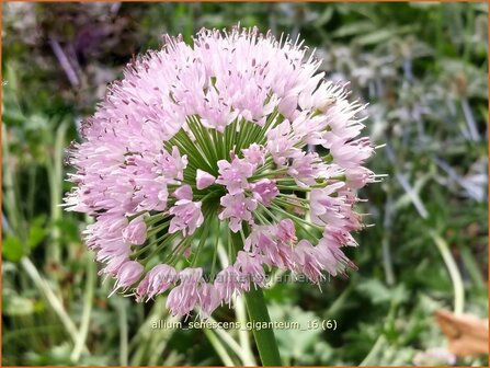 Allium senescens &#039;Giganteum&#039; | Sierui, Look | Berg-Lauch | German Garlic