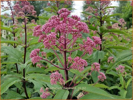 Eupatorium maculatum &#039;Hageveld&#039; | Koninginnekruid, Leverkruid | Gefleckter Wasserdost | Spotted Joe Pye Weed