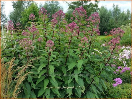 Eupatorium maculatum &#039;Hageveld&#039; | Koninginnekruid, Leverkruid | Gefleckter Wasserdost | Spotted Joe Pye Weed