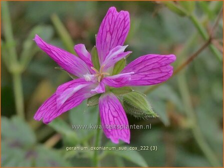 Geranium oxonianum &#039;Sue Cox&#039; | Basterd-ooievaarsbek, Ooievaarsbek, Tuingeranium, Geranium | Oxford-Storchschnabel | D