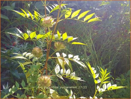 Glycyrrhiza yunnanensis | Chinees zoethout, Zoethout | Chinesisches S&uuml;&szlig;holz | Yunnan Licorice