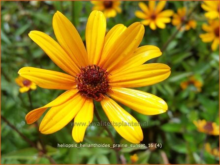 Heliopsis helianthoides &#039;Prairie Sunset&#039; | Zonneoog | Gew&ouml;hnliches Sonnenauge | Rough Heliopsis