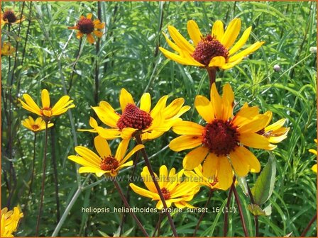 Heliopsis helianthoides &#039;Prairie Sunset&#039; | Zonneoog | Gew&ouml;hnliches Sonnenauge | Rough Heliopsis