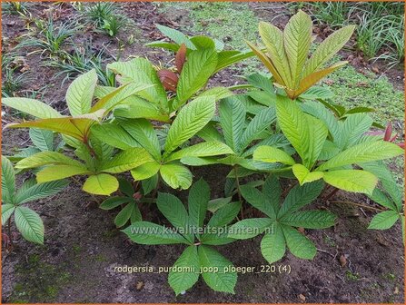 Rodgersia purdomii &#039;Joop Ploeger&#039; | Schout-bij-nacht, Kijkblad | Schaublatt | Rodger&#039;s Flower