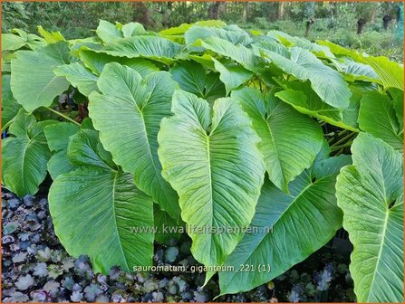 Sauromatum giganteum | Voodoolelie | Eidechsenwurz | Giant Voodoo Lily