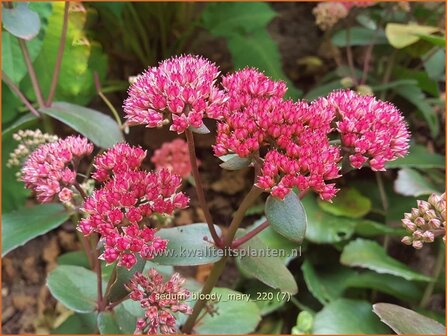 Sedum &#039;Bloody Mary&#039; | Hemelsleutel, Vetkruid | Fettblatt | Stonecrop