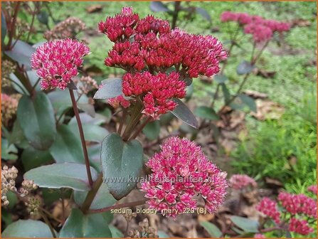 Sedum &#039;Bloody Mary&#039; | Hemelsleutel, Vetkruid | Fettblatt | Stonecrop