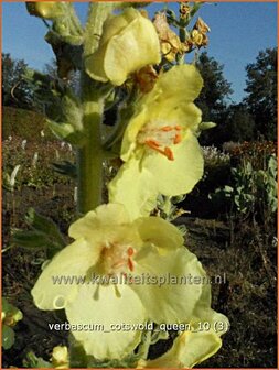 Verbascum &#039;Cotswold Queen&#039; | Toorts | K&ouml;nigskerze | Mullein