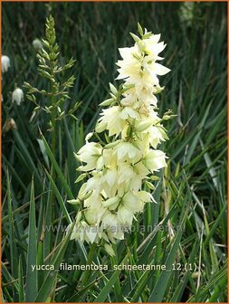 Yucca filamentosa &#039;Schneetanne&#039; | Vezelpalmlelie, Vezelyucca, Palmlelie | F&auml;dige Palmlilie | Spoonleaf Yucca