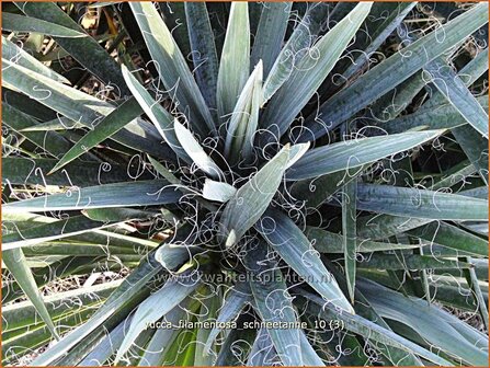 Yucca filamentosa &#039;Schneetanne&#039; | Vezelpalmlelie, Vezelyucca, Palmlelie | F&auml;dige Palmlilie | Spoonleaf Yucca