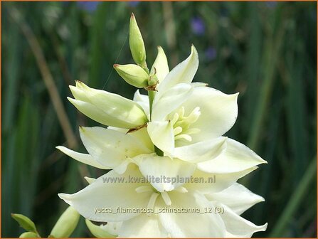 Yucca filamentosa &#039;Schneetanne&#039; | Vezelpalmlelie, Vezelyucca, Palmlelie | F&auml;dige Palmlilie | Spoonleaf Yucca