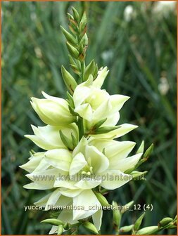 Yucca filamentosa &#039;Schneetanne&#039; | Vezelpalmlelie, Vezelyucca, Palmlelie | F&auml;dige Palmlilie | Spoonleaf Yucca