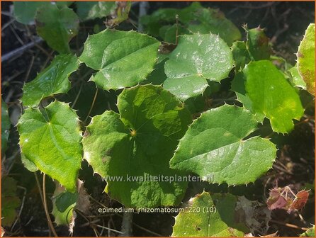 Epimedium rhizomatosum | Elfenbloem | Elfenblume | Barrenwort