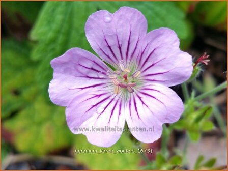 Geranium &#039;Karen Wouters&#039; | Ooievaarsbek, Tuingeranium, Geranium | Storchschnabel | Cranesbill