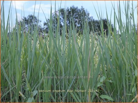 Panicum virgatum &#039;Blue Fountain&#039; | Vingergras, Parelgierst | Rutenhirse | Wand Panic Grass