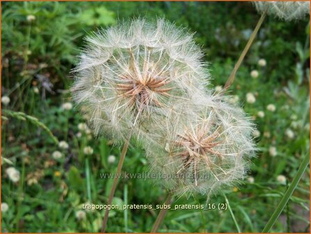 Tragopogon pratensis | Gele morgenster, Oosterse morgenster, Boksbaard, Morgenster | Wiesenbocksbart | Johnny-go-to-bed-at-noon