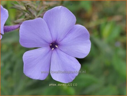 Phlox &#039;Donau&#039; | Hoge vlambloem, Vlambloem, Flox, Floks | Hohe Flammenblume | Border Phlox