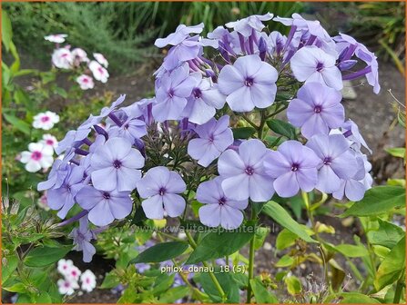 Phlox &#039;Donau&#039; | Hoge vlambloem, Vlambloem, Flox, Floks | Hohe Flammenblume | Border Phlox