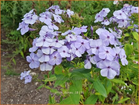 Phlox &#039;Donau&#039; | Hoge vlambloem, Vlambloem, Flox, Floks | Hohe Flammenblume | Border Phlox