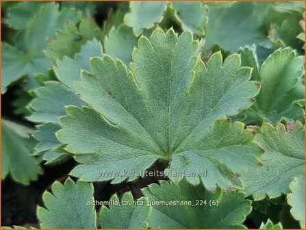 Alchemilla taurica &#039;G&uuml;m&uuml;shane&#039; | Vrouwenmantel | Frauenmantel | Lady&#039;s Mantle