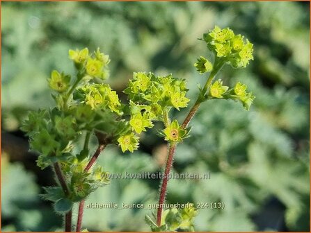 Alchemilla taurica &#039;G&uuml;m&uuml;shane&#039; | Vrouwenmantel | Frauenmantel | Lady&#039;s Mantle