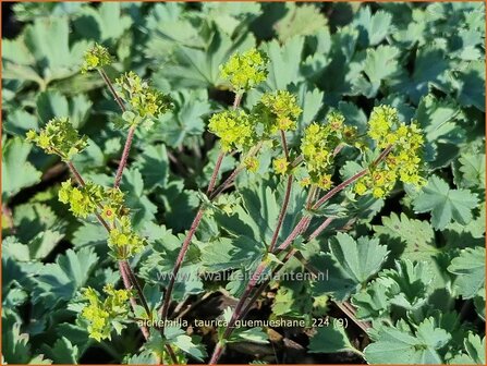 Alchemilla taurica &#039;G&uuml;m&uuml;shane&#039; | Vrouwenmantel | Frauenmantel | Lady&#039;s Mantle