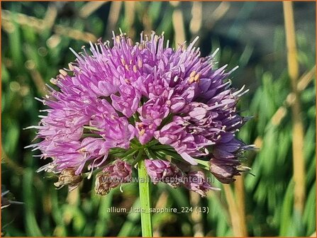 Allium &#039;Little Sapphire&#039; | Amerikaanse look, Sierui, Look | Nickender Lauch | Lady&#039;s Leek