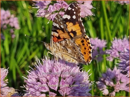 Allium lusitanicum &#039;Lisa Green&#039; | Sierui, Look | Berg-Lauch | Mountain Garlic