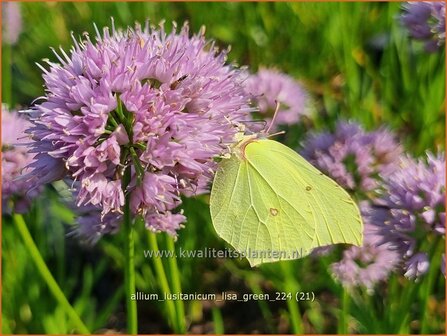 Allium lusitanicum &#039;Lisa Green&#039; | Sierui, Look | Berg-Lauch | Mountain Garlic