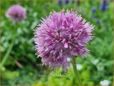 Allium nutans &#039;Esmee&#039; | Siberisch bieslook, Look | Sibirischer Knoblauch | Siberian Chives