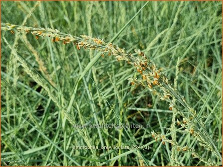 Ammophila breviligulata | Amerikaans helmgras, Helm | Helmgras | American Beach Grass