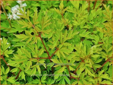 Aruncus aethusifolius &#039;Elegance&#039; | Kleine geitenbaard, Geitenbaard | Kleiner Gei&szlig;bart | Dwarf Goat&#039;s Beard