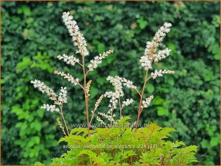 Aruncus aethusifolius &#039;Elegance&#039; | Kleine geitenbaard, Geitenbaard | Kleiner Gei&szlig;bart | Dwarf Goat&#039;s Beard