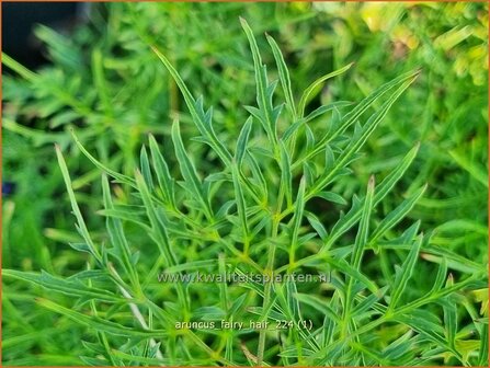 Aruncus &#039;Fairy Hair&#039; | Geitenbaard | Gei&szlig;bart | Goat&#039;s Beard