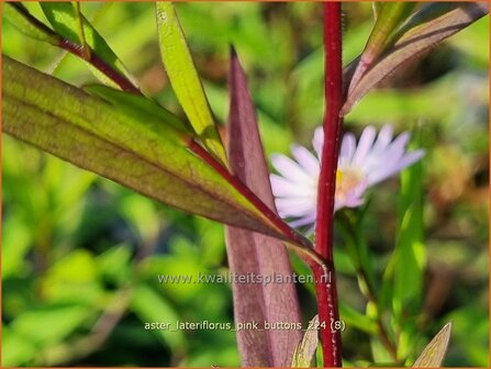 Aster lateriflorus &#039;Pink Buttons&#039; | Kleinbloemige aster, Aster | Waagerechte Herbst-Aster | Calico Aster