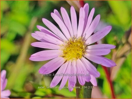 Aster lateriflorus &#039;Pink Buttons&#039; | Kleinbloemige aster, Aster | Waagerechte Herbst-Aster | Calico Aster