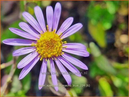 Aster spectabilis &#039;Macho Blue&#039; | Prachtaster, Aster | Prachtaster | Eastern Showy Aster