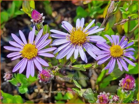 Aster spectabilis &#039;Macho Blue&#039; | Prachtaster, Aster | Prachtaster | Eastern Showy Aster