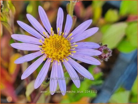 Aster spectabilis &#039;Macho Blue&#039; | Prachtaster, Aster | Prachtaster | Eastern Showy Aster